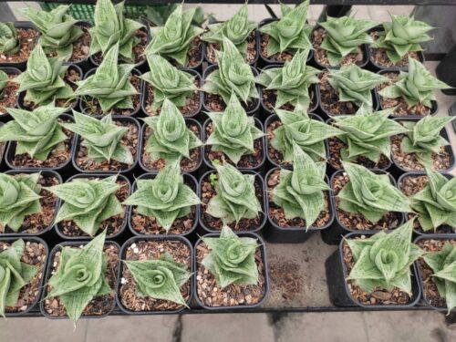 Sansevieria Dewa, real gallery image #1 plants. Picture taken directly from kaktus.id community Sansevieria farmer green houses.