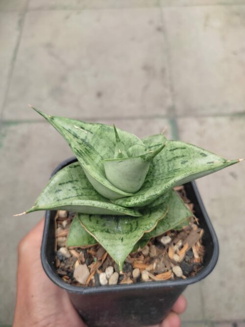 Sansevieria Dewa, real gallery image #2 plants. Picture taken directly from kaktus.id community Sansevieria farmer green houses.