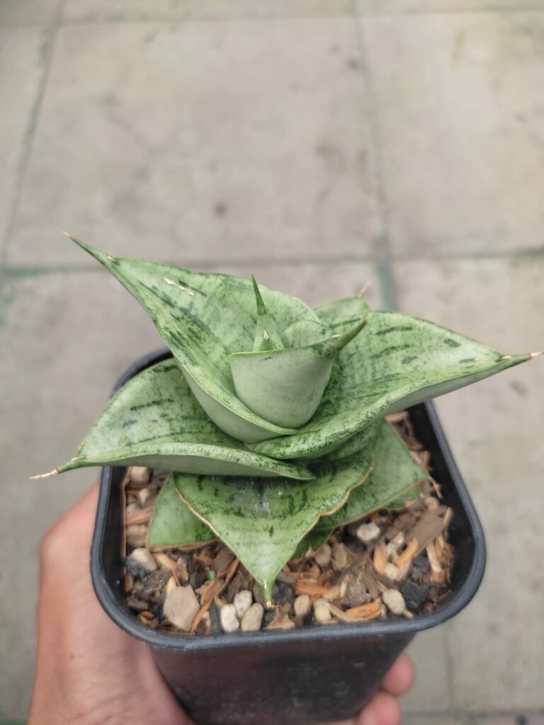 kaktus.id