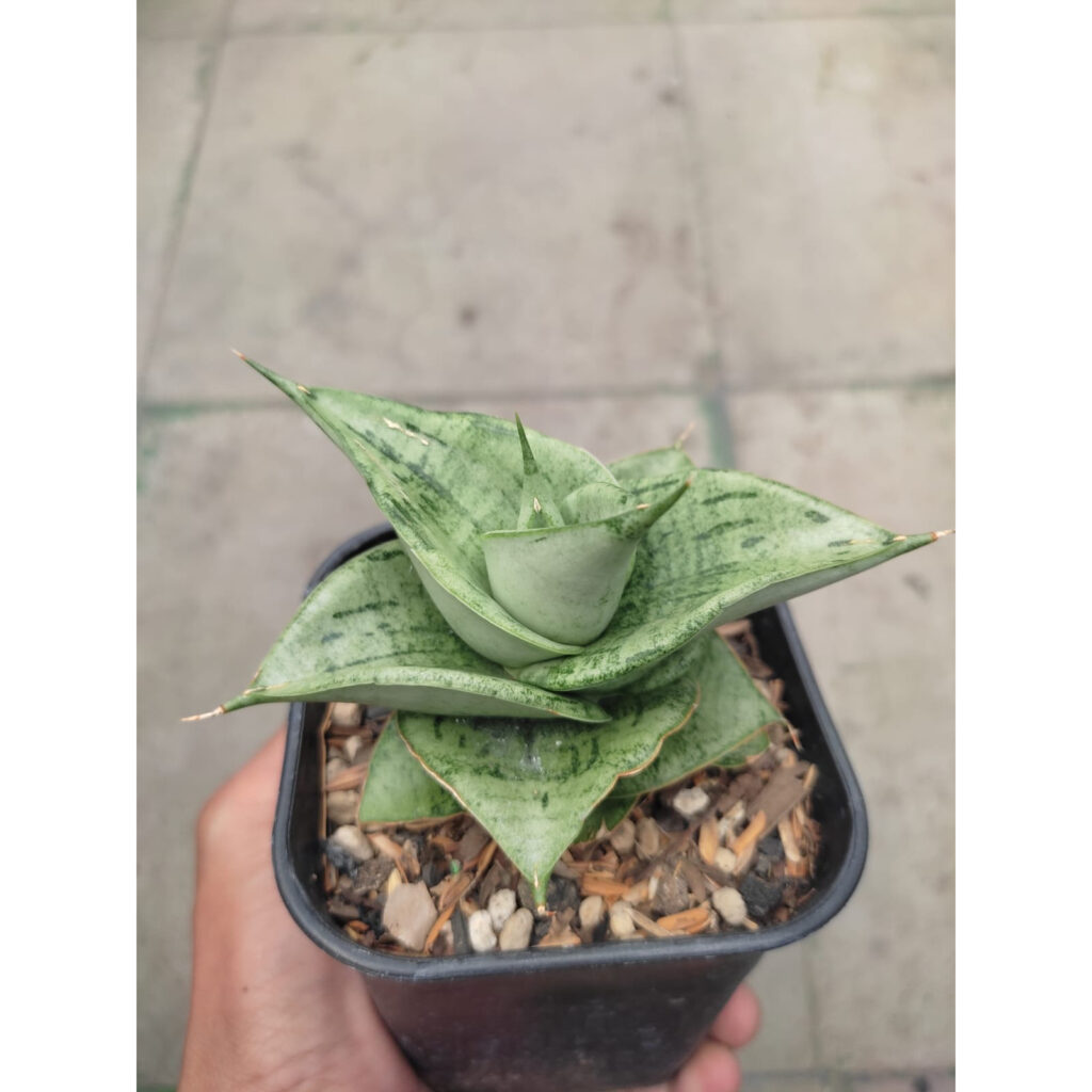 kaktus.id