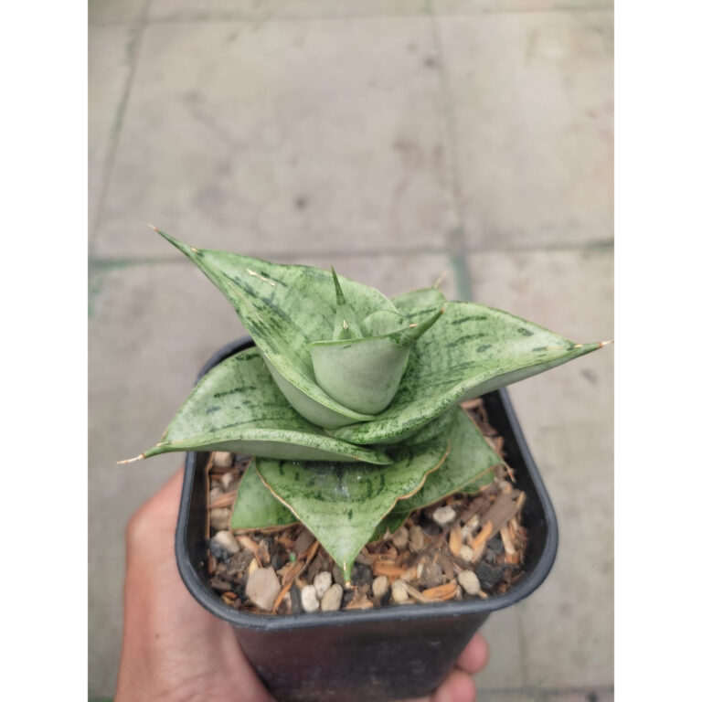 1275. Sansevieria Dewa