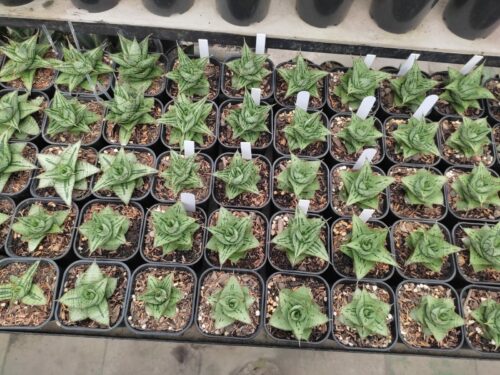 Sansevieria Dewa, real gallery image #3 plants. Picture taken directly from kaktus.id community Sansevieria farmer green houses.