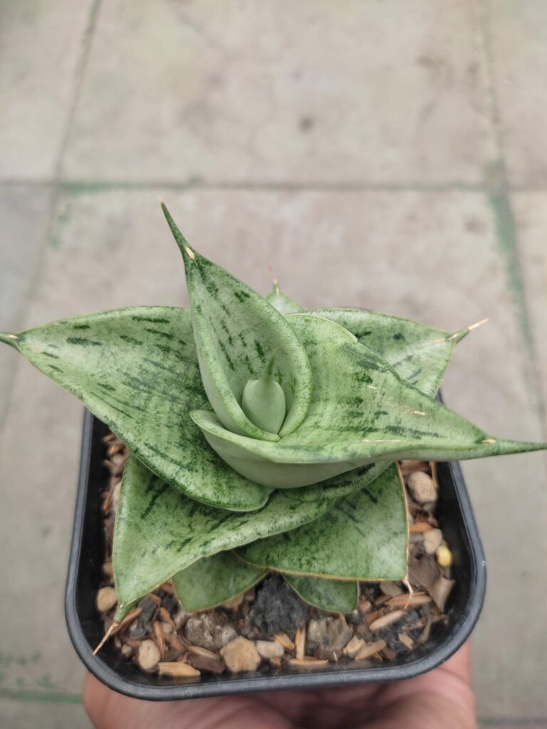 kaktus.id