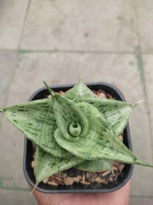 Sansevieria Dewa, real gallery image #5 plants. Picture taken directly from kaktus.id community Sansevieria farmer green houses.