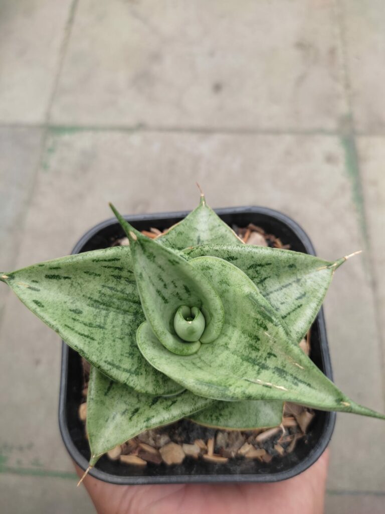 kaktus.id