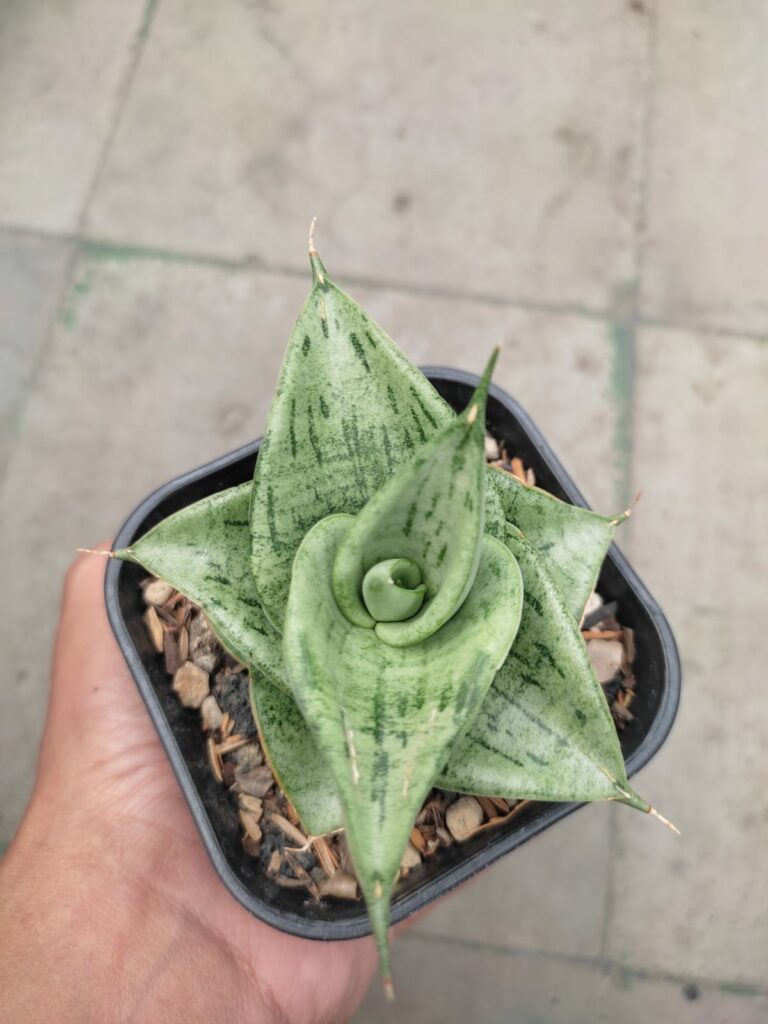 kaktus.id