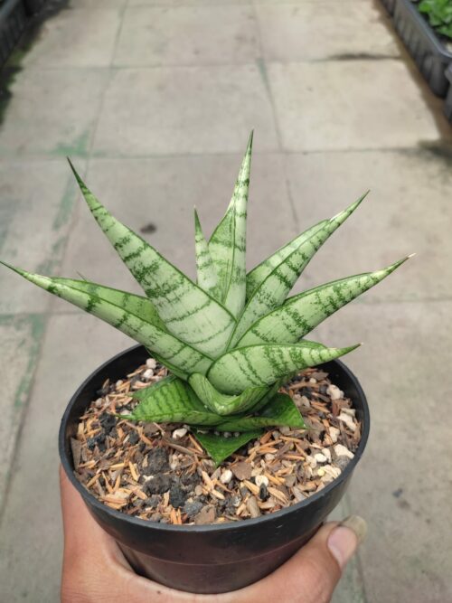 Sansevieria Enduro, real gallery image #1 plants. Picture taken directly from kaktus.id community Sansevieria farmer green houses.