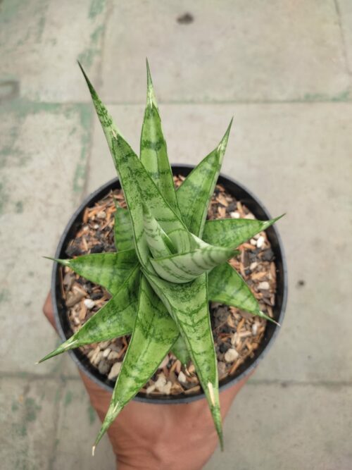 Sansevieria Enduro, real gallery image #2 plants. Picture taken directly from kaktus.id community Sansevieria farmer green houses.