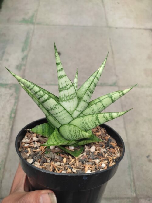 Sansevieria Enduro, real gallery image #3 plants. Picture taken directly from kaktus.id community Sansevieria farmer green houses.