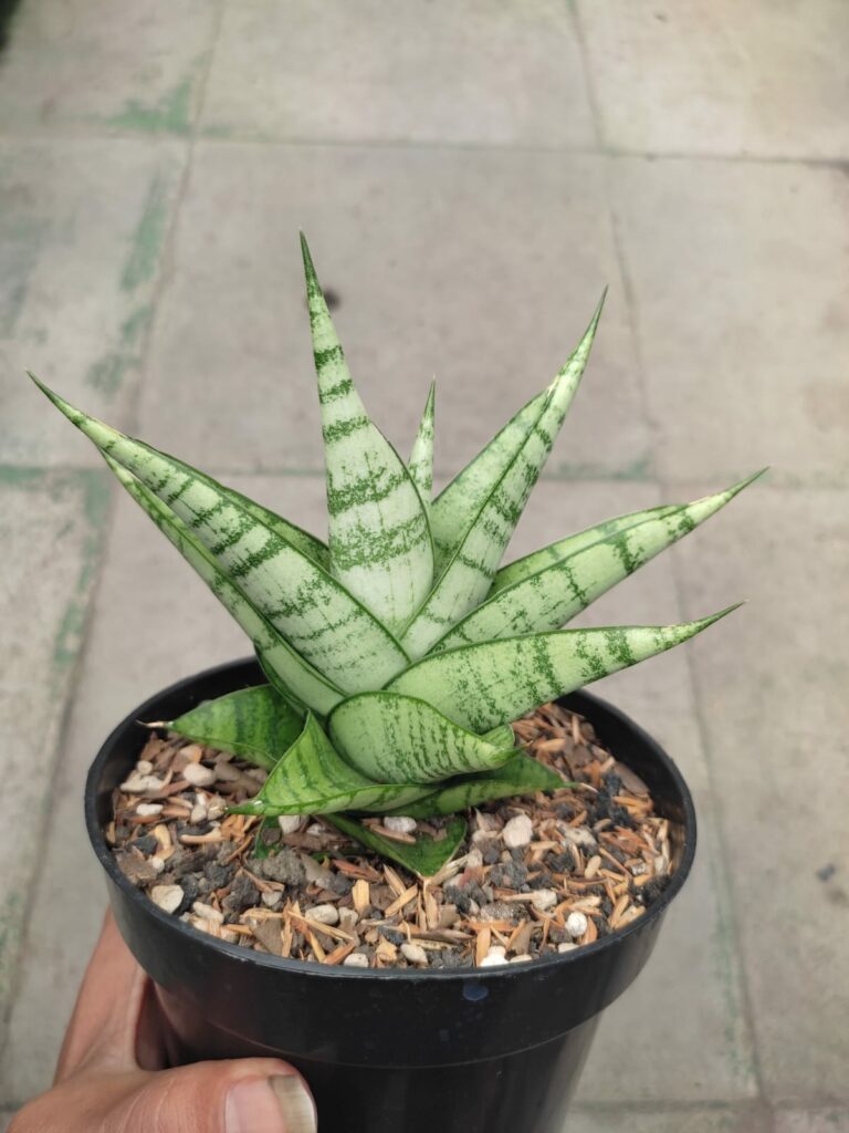 kaktus.id