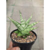 Sansevieria Enduro, real feature image plant. Picture taken directly from kaktus.id community Sansevieria farmer green houses.