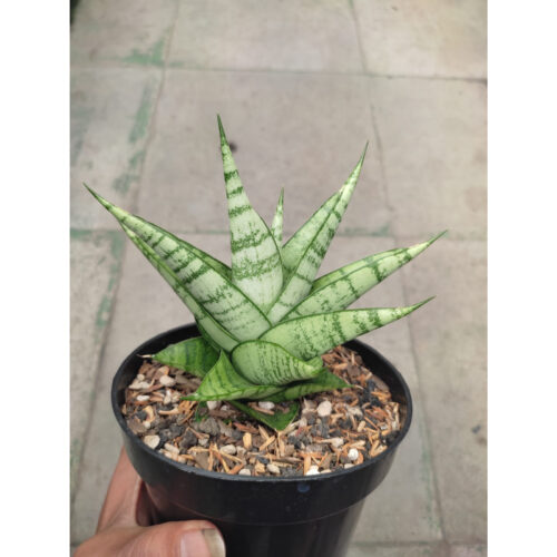 1274. Sansevieria Enduro