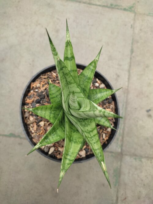 Sansevieria Enduro, real gallery image #4 plants. Picture taken directly from kaktus.id community Sansevieria farmer green houses.