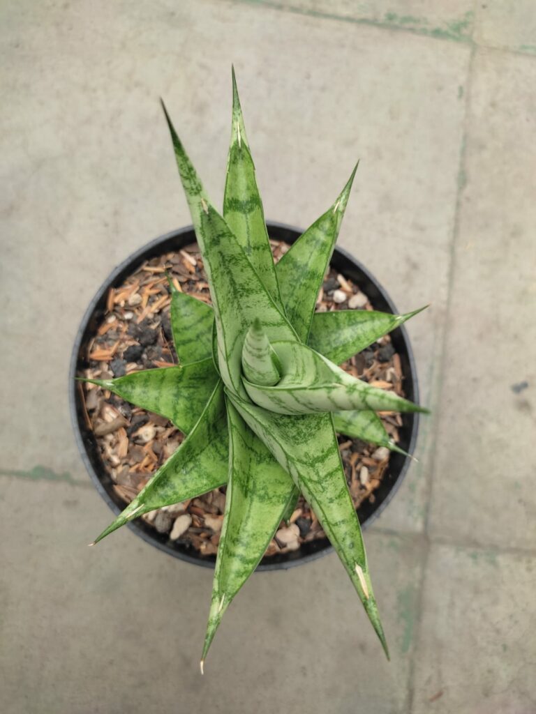 kaktus.id