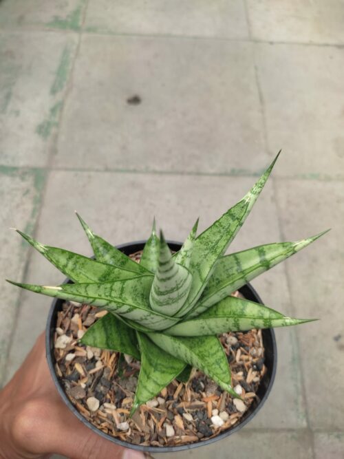 Sansevieria Enduro, real gallery image #5 plants. Picture taken directly from kaktus.id community Sansevieria farmer green houses.