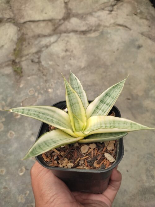 Sansevieria Hybrid Gabriella White Variegated, real gallery image #1 plants. Picture taken directly from kaktus.id community Sansevieria farmer green houses.