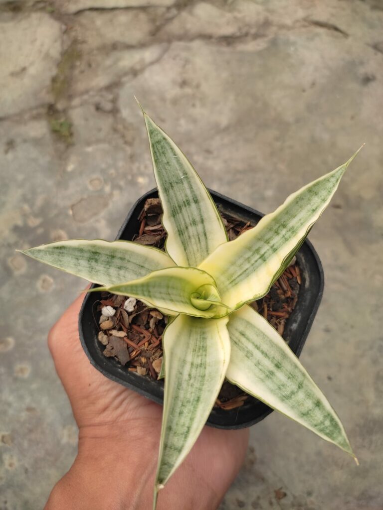 kaktus.id