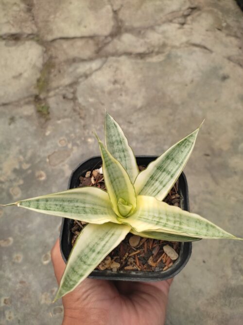 Sansevieria Hybrid Gabriella White Variegated, real gallery image #3 plants. Picture taken directly from kaktus.id community Sansevieria farmer green houses.