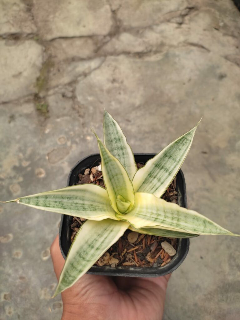 kaktus.id