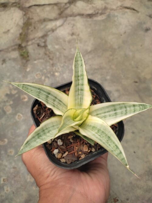 Sansevieria Hybrid Gabriella White Variegated, real gallery image #4 plants. Picture taken directly from kaktus.id community Sansevieria farmer green houses.