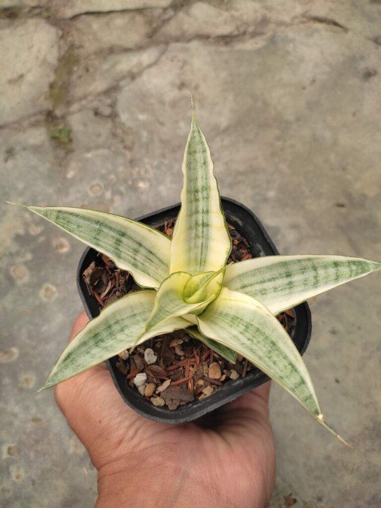 kaktus.id
