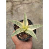 Sansevieria Hybrid Gabriella White Variegated, real feature image plant. Picture taken directly from kaktus.id community Sansevieria farmer green houses.