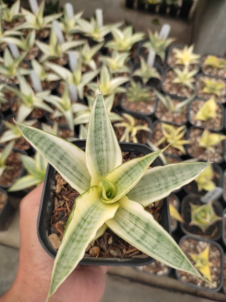 kaktus.id