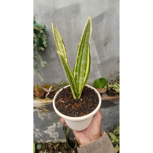 1277. Sansevieria Manolin Variegated
