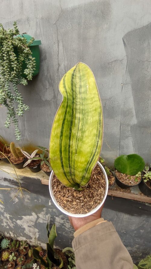 Sansevieria Hybrid Pupharmon Delight Variegated 1 Leaf, real gallery image #1 plants. Picture taken directly from kaktus.id community Sansevieria farmer green houses.