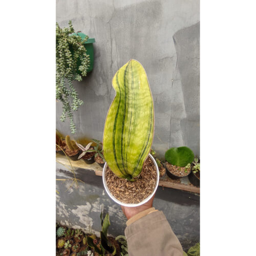 1278. Sansevieria Hybrid Pupharmon Delight Variegated 1 Leaf