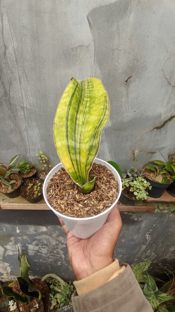 kaktus.id