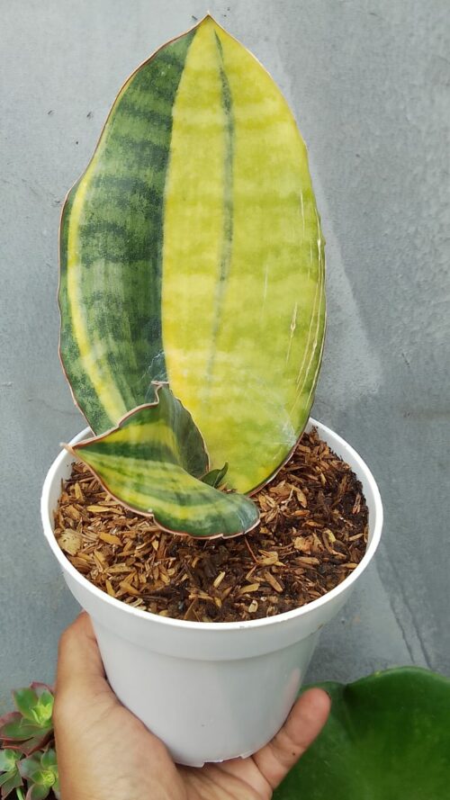 Sansevieria Kirkii USDA 1 Leaf, real gallery image #2 plants. Picture taken directly from kaktus.id community Sansevieria farmer green houses.
