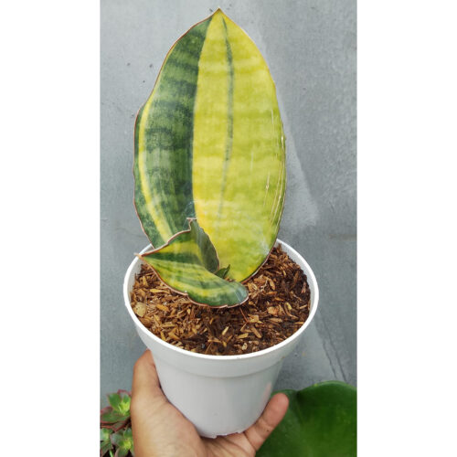 1279. Sansevieria Kirkii USDA 1 Leaf