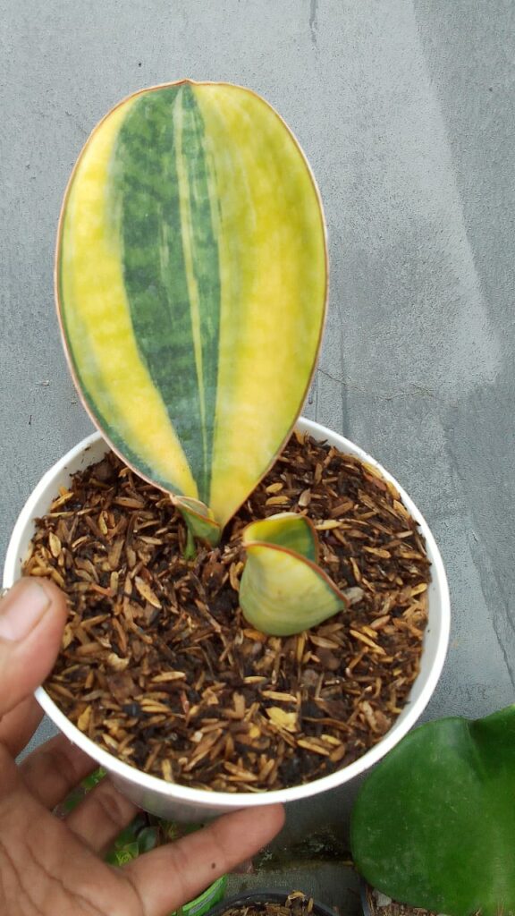 kaktus.id