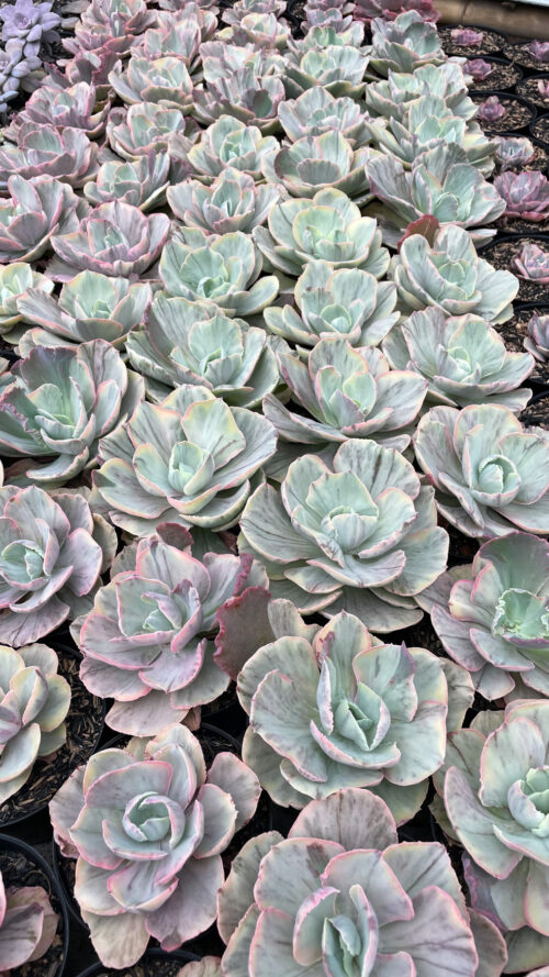 Echeveria Chantilly Rose Fairy, real gallery image #10 plants. Picture taken directly from kaktus.id community Echeveria farmer green houses.