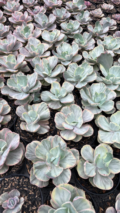 Echeveria Chantilly Rose Fairy, real gallery image #11 plants. Picture taken directly from kaktus.id community Echeveria farmer green houses.