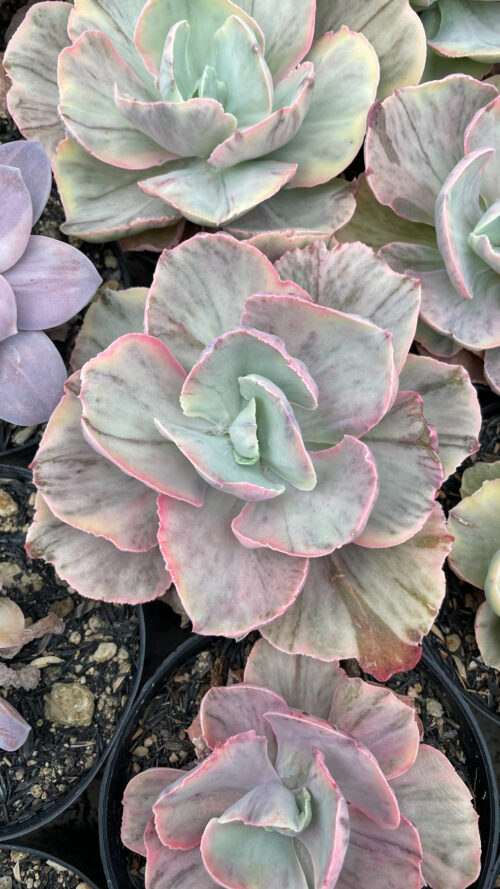 Echeveria Chantilly Rose Fairy, real gallery image #12 plants. Picture taken directly from kaktus.id community Echeveria farmer green houses.