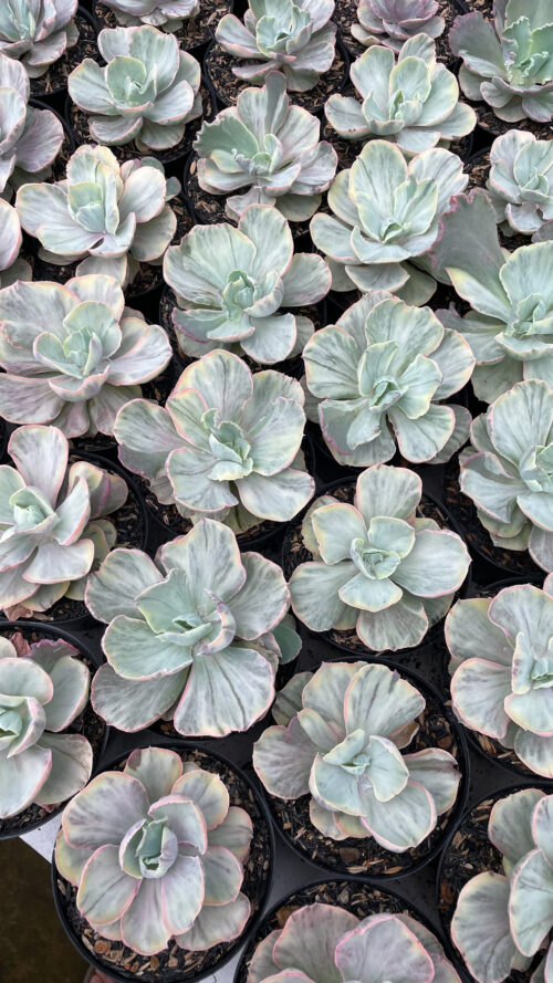 Echeveria Chantilly Rose Fairy, real gallery image #2 plants. Picture taken directly from kaktus.id community Echeveria farmer green houses.