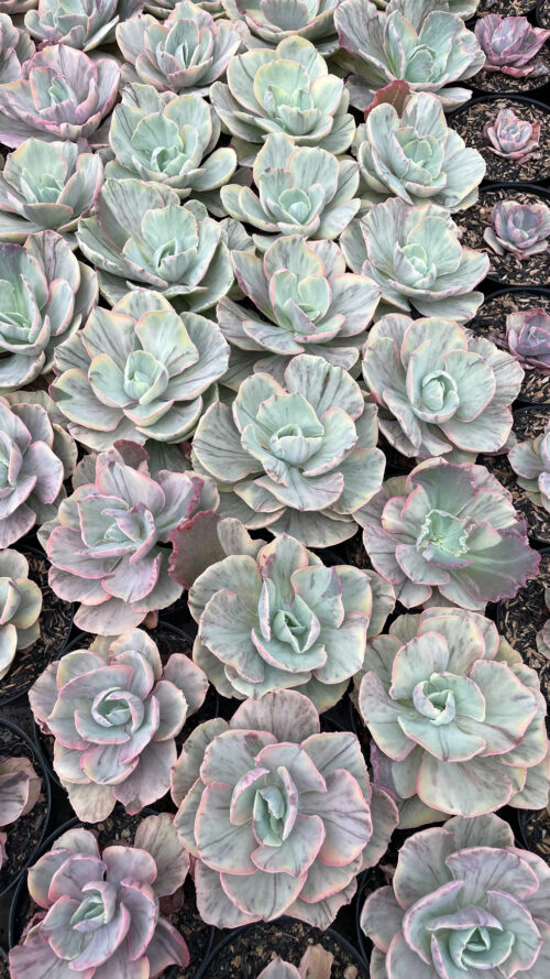 Echeveria Chantilly Rose Fairy, real gallery image #3 plants. Picture taken directly from kaktus.id community Echeveria farmer green houses.