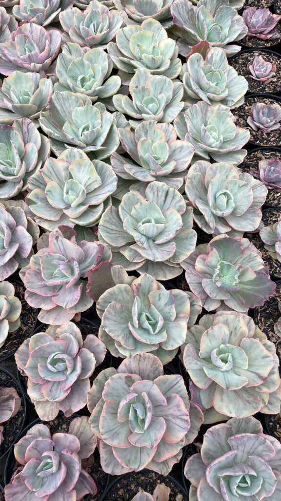 kaktus.id