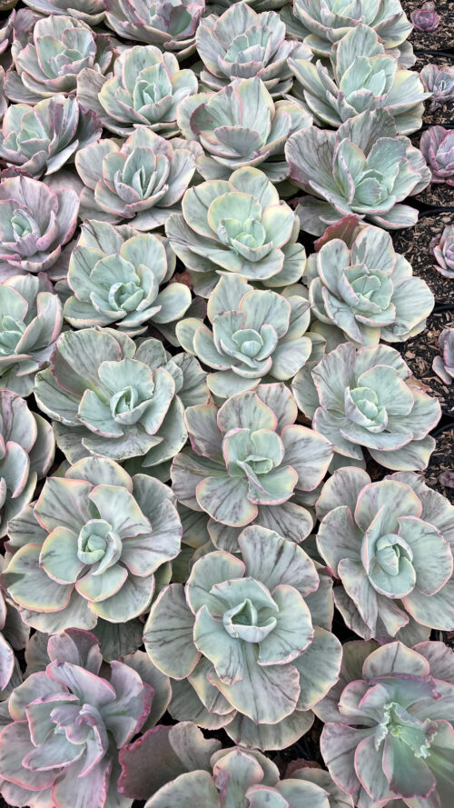 Echeveria Chantilly Rose Fairy, real gallery image #4 plants. Picture taken directly from kaktus.id community Echeveria farmer green houses.