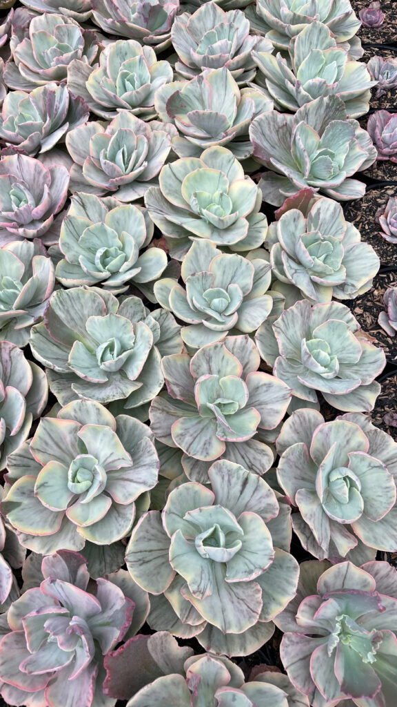 kaktus.id