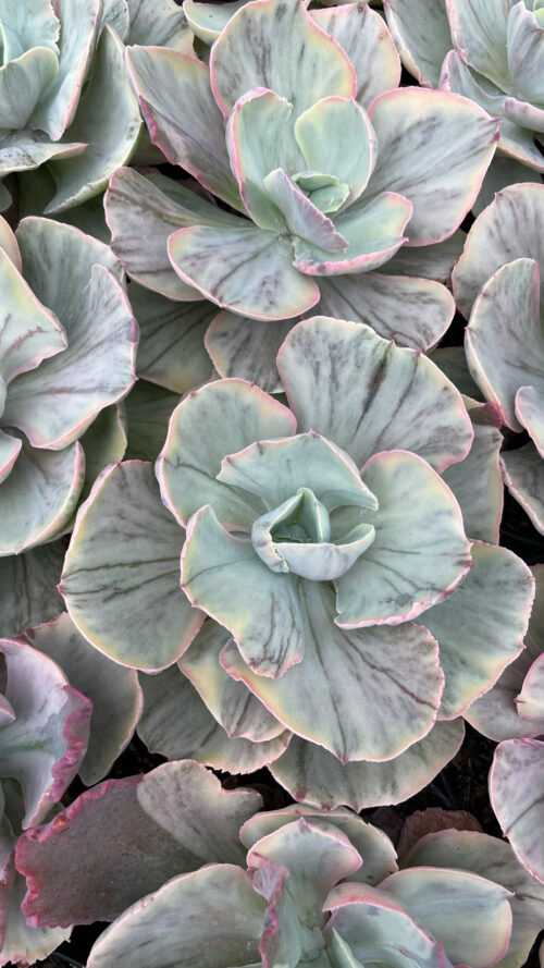 Echeveria Chantilly Rose Fairy, real gallery image #5 plants. Picture taken directly from kaktus.id community Echeveria farmer green houses.