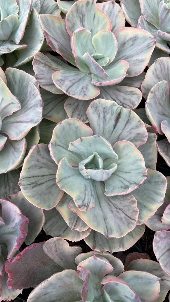 kaktus.id