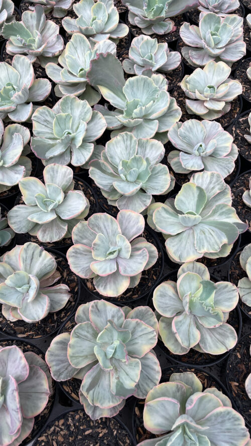 Echeveria Chantilly Rose Fairy, real gallery image #1 plants. Picture taken directly from kaktus.id community Echeveria farmer green houses.