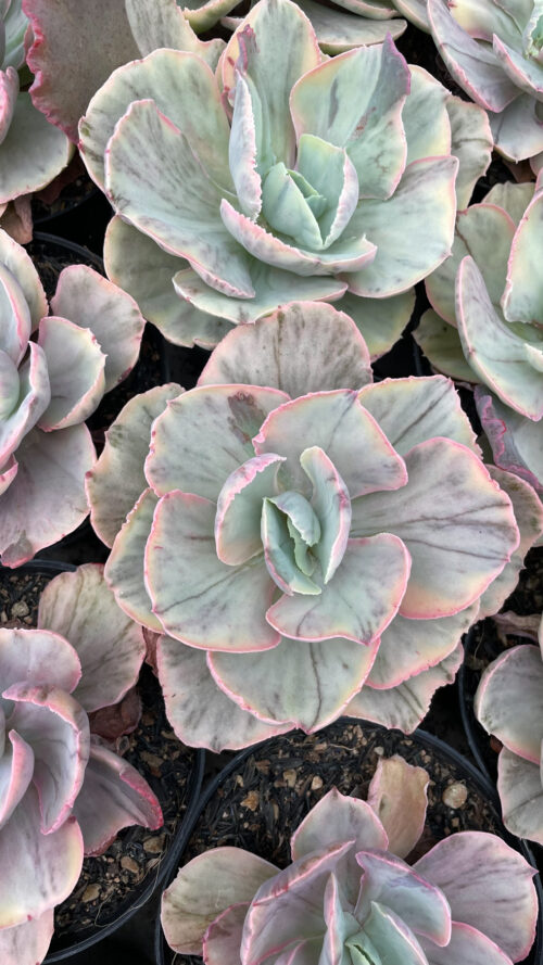 Echeveria Chantilly Rose Fairy, real gallery image #6 plants. Picture taken directly from kaktus.id community Echeveria farmer green houses.
