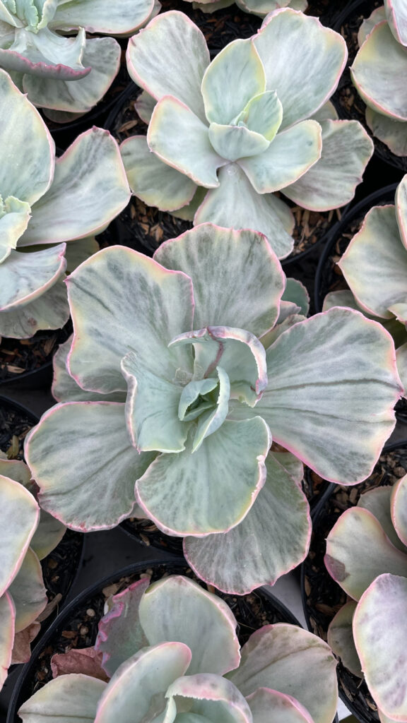 kaktus.id
