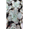 Echeveria Chantilly Rose Fairy, real feature image plant. Picture taken directly from kaktus.id community Echeveria farmer green houses.