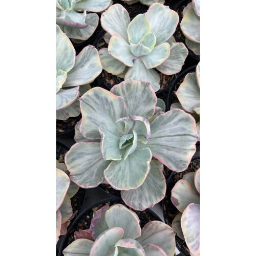 1280. Echeveria Chantilly Rose Fairy