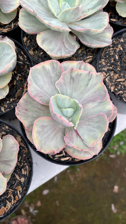 Echeveria Chantilly Rose Fairy, real gallery image #9 plants. Picture taken directly from kaktus.id community Echeveria farmer green houses.